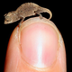 Illustration for article titled The Worlds Smallest Chameleon Fits on a Fingertip